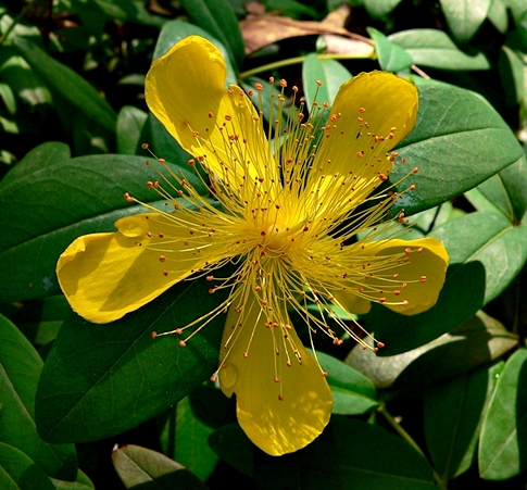 {Hypericum calycinum}